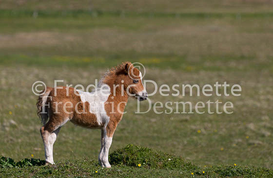 Shetland poney 3 (Equus caballus)