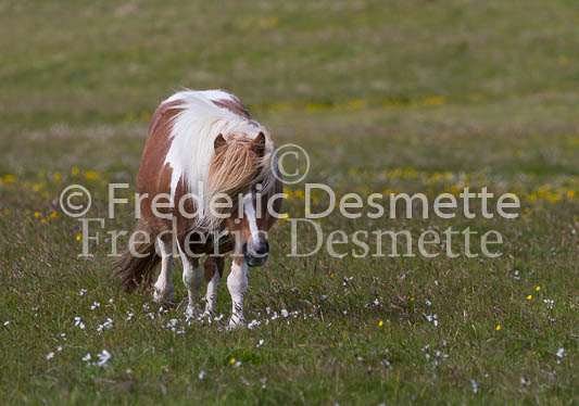 Shetland poney 9 (Equus caballus)