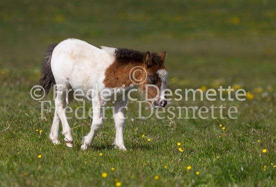 Shetland poney 10 (Equus caballus)