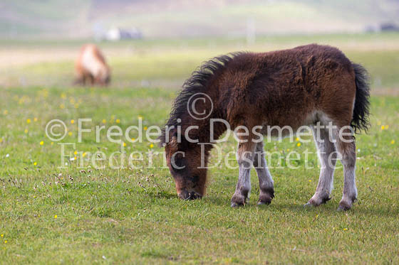 Shetland poney 23 (Equus caballus)