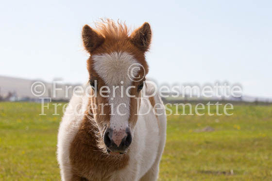 Shetland poney 15 (Equus caballus)