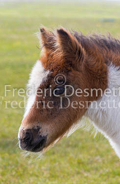 Shetland poney 16 (Equus caballus)