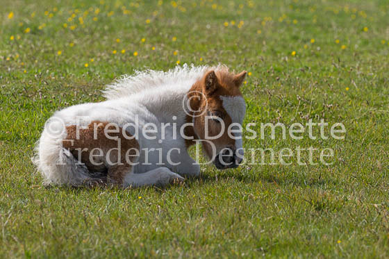 Shetland poney 14 (Equus caballus)