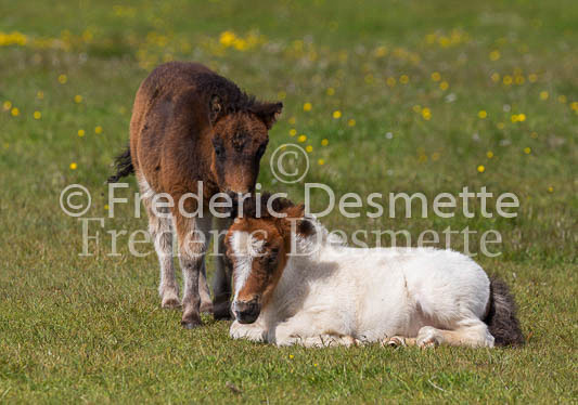 Shetland poney 5 (Equus caballus)