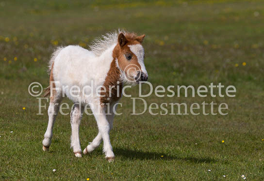 Shetland poney 6 (Equus caballus)