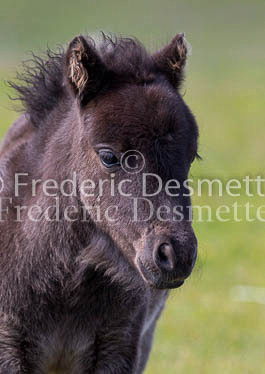 Shetland poney 7 (Equus caballus)