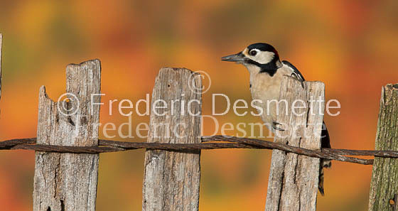 Great spotted woodpecker (Dendrocopos major)-108