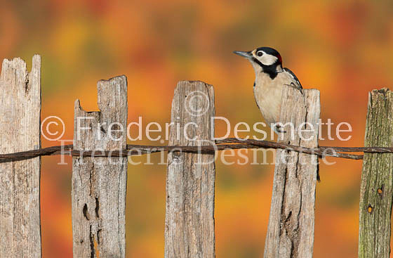 Great spotted woodpecker (Dendrocopos major)-109