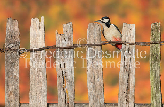 Great spotted woodpecker (Dendrocopos major)-110