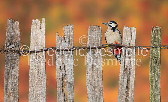 Great spotted woodpecker (Dendrocopos major)-111