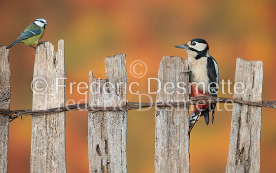 Great spotted woodpecker (Dendrocopos major)-112