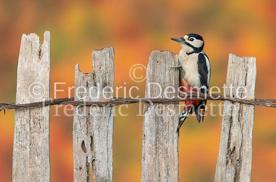 Great spotted woodpecker (Dendrocopos major)-113