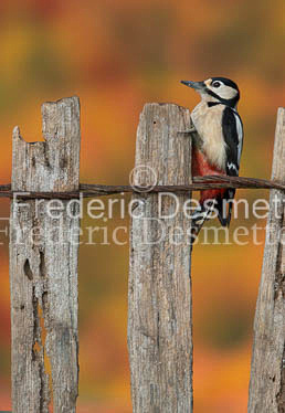 Great spotted woodpecker (Dendrocopos major)-114