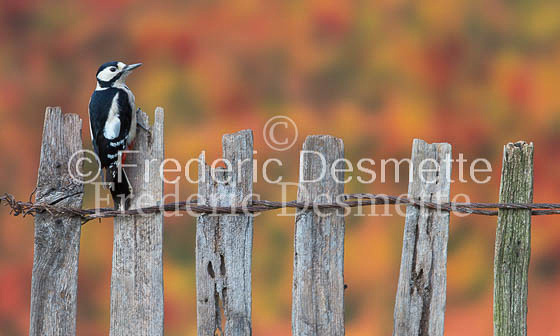 Great spotted woodpecker (Dendrocopos major)-115