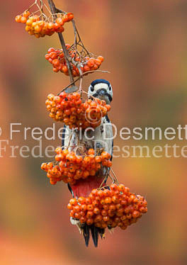 Great spotted woodpecker (Dendrocopos major)-116
