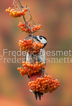 Great spotted woodpecker (Dendrocopos major)-118