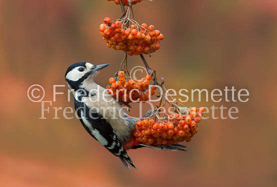 Great spotted woodpecker (Dendrocopos major)-120