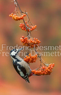 Great spotted woodpecker (Dendrocopos major)-122
