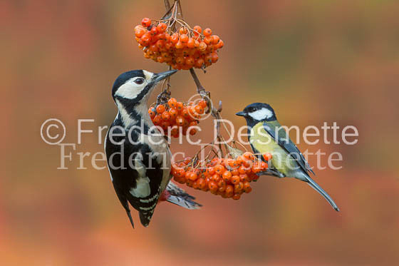 Great spotted woodpecker (Dendrocopos major)-123