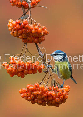 Blue tit (Parus caeruleus)-191