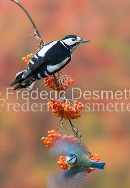 Great spotted woodpecker (Dendrocopos major)-124
