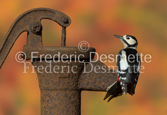 Great spotted woodpecker (Dendrocopos major)-125