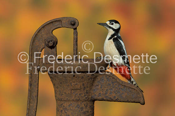 Great spotted woodpecker (Dendrocopos major)-126
