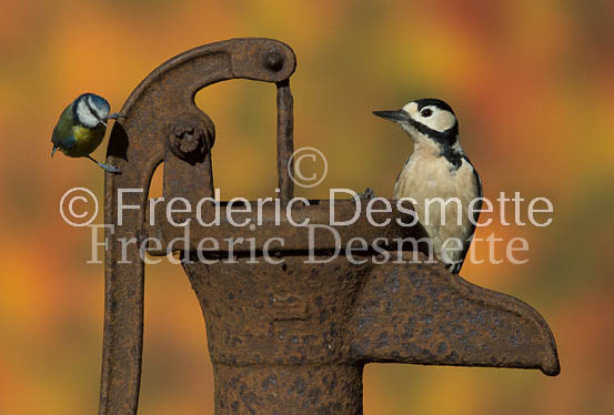 Great spotted woodpecker (Dendrocopos major)-128