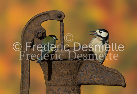 Great spotted woodpecker (Dendrocopos major)-130