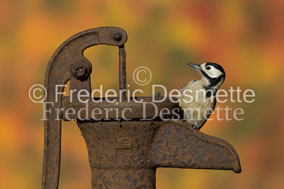 Great spotted woodpecker (Dendrocopos major)-131