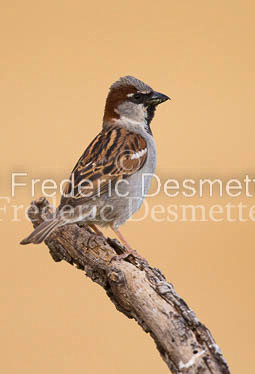 House sparrow (passer domesticus)-25