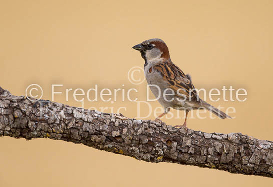 House sparrow (passer domesticus)-26