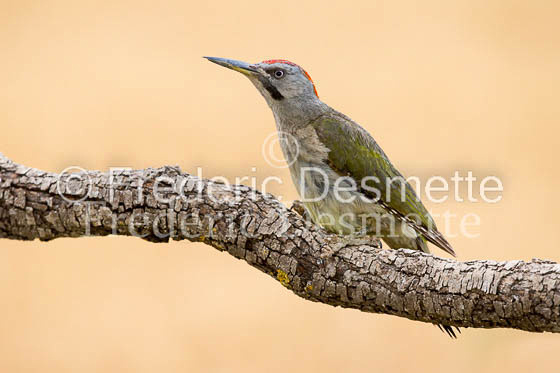 Green woodpecker 18 (Picus viridis)