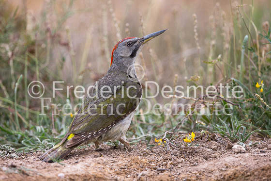 Green woodpecker 20 (Picus viridis)