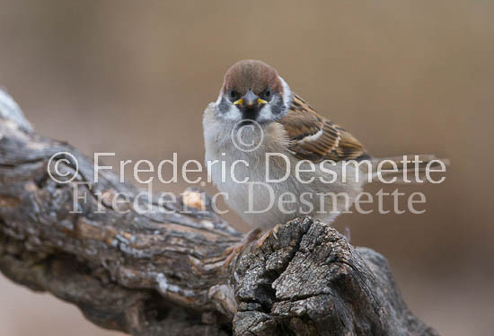 Tree sparrow 29 (Passer montanus)
