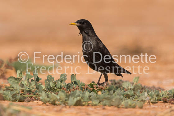 Starling (Sturnus vulgaris)-277