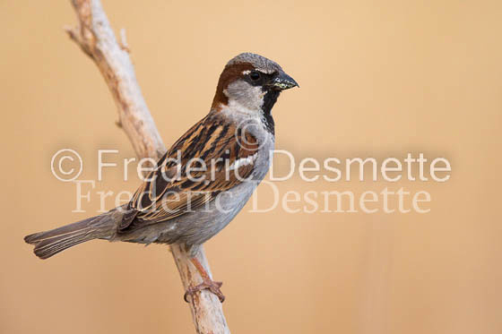 House sparrow (passer domesticus)-27