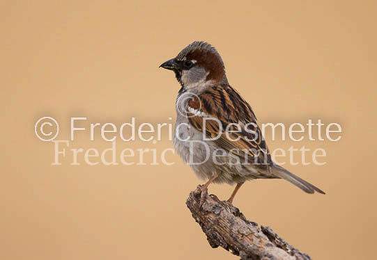 House sparrow (passer domesticus)-28