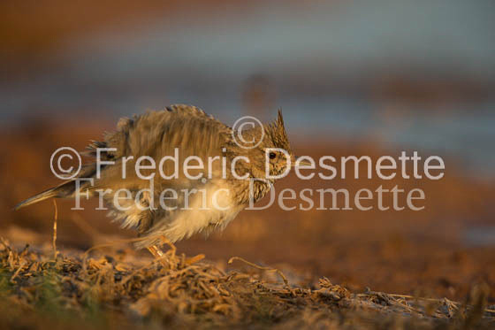 Crested lark (Lophophanes cristatus)-7
