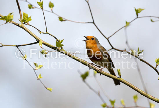 Robin (Erithacus rubecula)-48