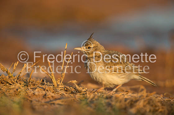 Crested lark (Lophophanes cristatus)-10
