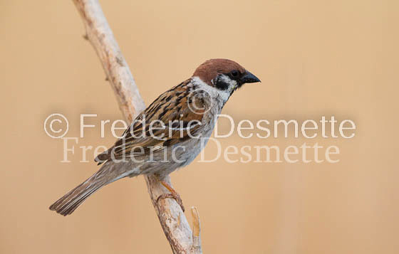 Tree sparrow 30 (Passer montanus)