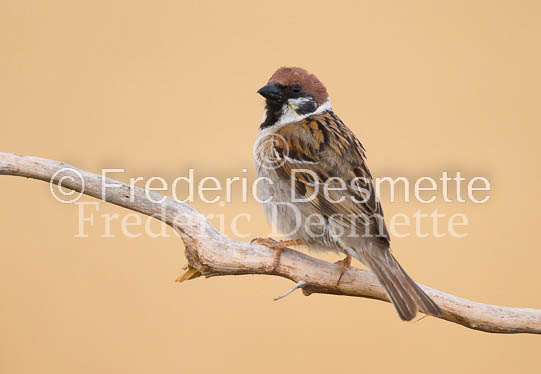 Tree sparrow 31 (Passer montanus)