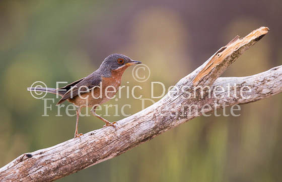 Subalpine Warbler 14 (Sylvia cantillans)