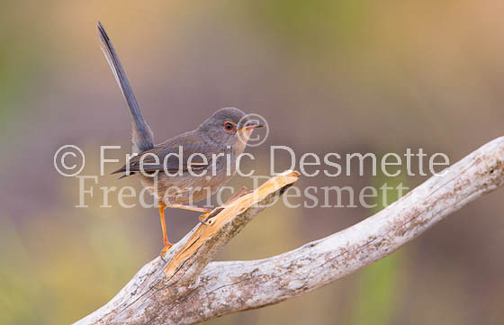 Subalpine Warbler 13 (Sylvia cantillans)
