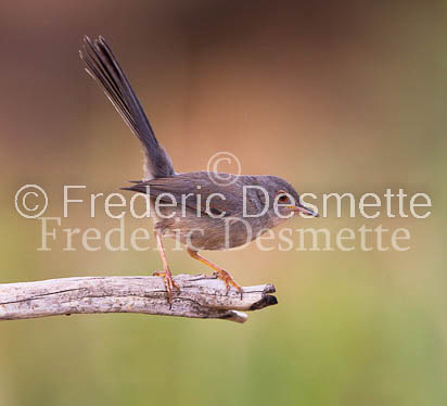 Subalpine Warbler 9 (Sylvia cantillans)