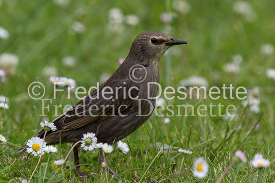 Starling (Sturnus vulgaris)-267