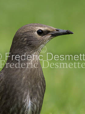 Starling (Sturnus vulgaris)-262