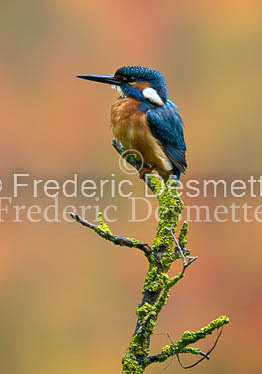 Kingfisher (Alcedo Atthis)-128