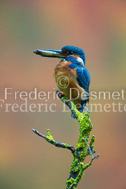 Kingfisher (Alcedo Atthis)-129